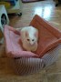 Cloe